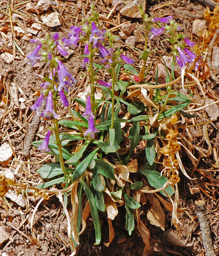 Mt. Washington beardtongue (Penstemon pseudoparvus)