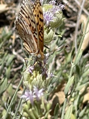 Speyeria callippe macaria
