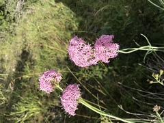 Centranthus angustifolius