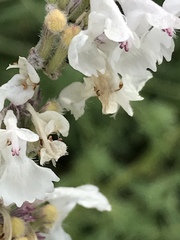 Stachys recta