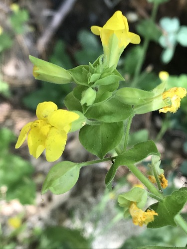 iNaturalist observation photo of monkeyflowers