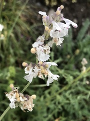 Stachys recta
