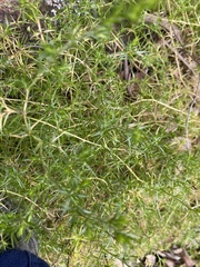 Stellaria pungens