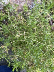 Stellaria pungens