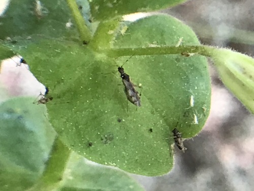 iNaturalist observation photo of Dicyphus