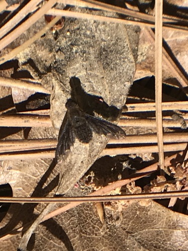 iNaturalist observation photo of Hemipenthes