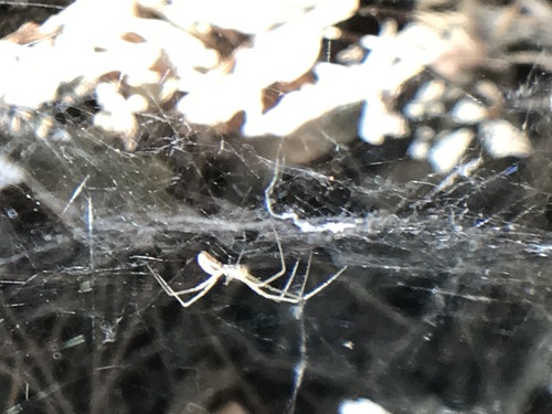 iNaturalist observation photo of Neriene