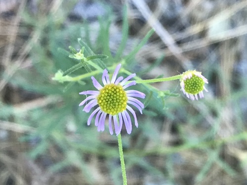 iNaturalist observation photo of fleabanes and horseweeds