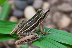 Brown Grasspound Frog photo 1