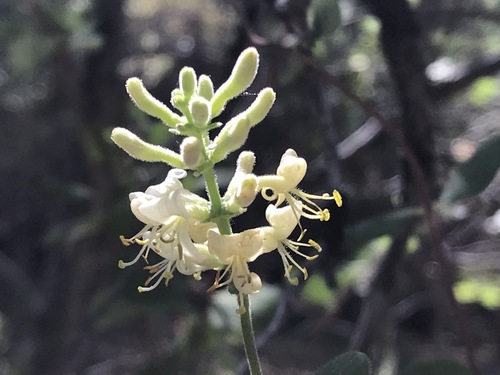 iNaturalist observation photo of Southern Honeysuckle