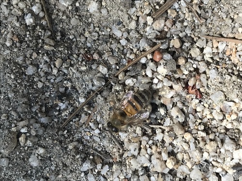 iNaturalist observation photo of Western Honey Bee