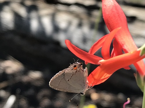 iNaturalist observation photo of Gray Hairstreak