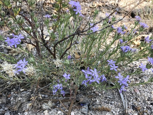 iNaturalist observation photo of giant woollystar
