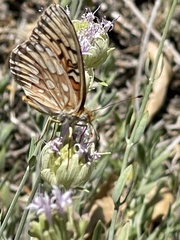 Speyeria callippe macaria