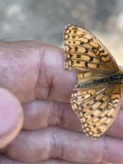 Speyeria callippe macaria