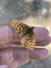 Speyeria callippe macaria