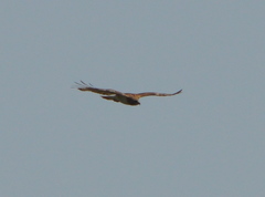Buteo jamaicensis