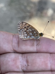 Speyeria callippe macaria