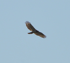 Buteo jamaicensis