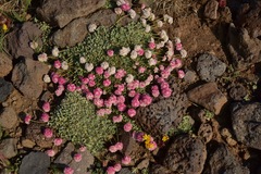Eriogonum ovalifolium rubidum