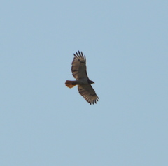 Buteo jamaicensis
