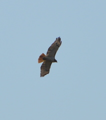 Buteo jamaicensis