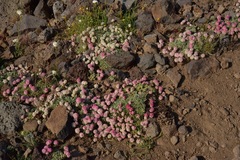 Eriogonum ovalifolium rubidum