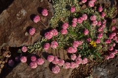 Eriogonum ovalifolium rubidum