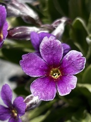 Primula nevadensis
