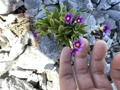 Primula nevadensis