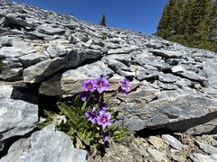 Primula nevadensis