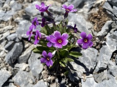 Primula nevadensis