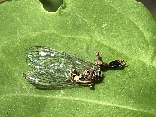 iNaturalist observation photo of Snakeflies
