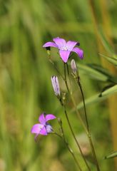 Campanula patula