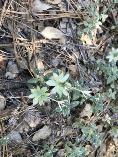 iNaturalist observation photo of Yellow monardella