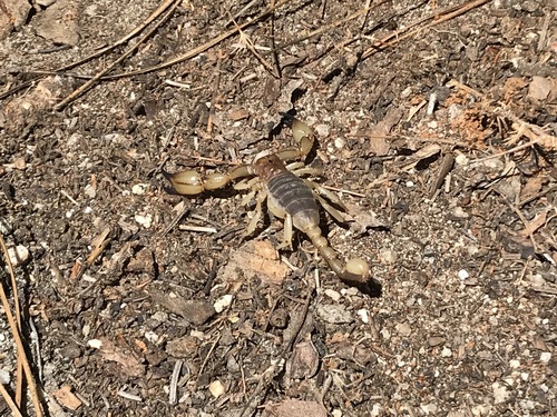 iNaturalist observation photo of California Swollenstinger Scorpion