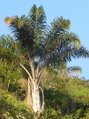 Syagrus pseudococos