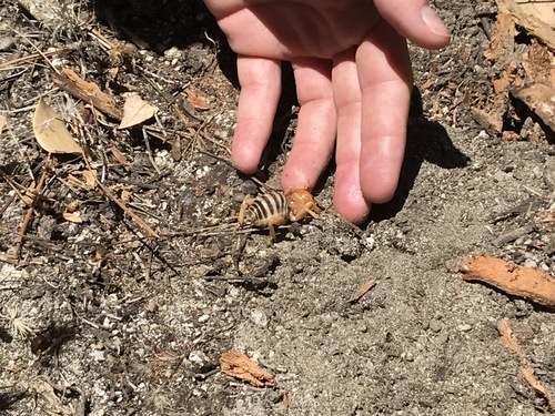 iNaturalist observation photo of North American Jerusalem Crickets