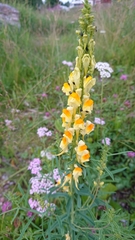 Linaria vulgaris