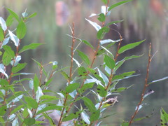 Salix lucida lucida