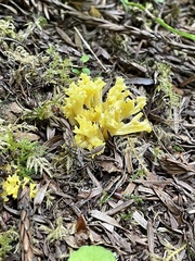 Ramaria cystidiophora