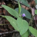 Furry Nightshade - Photo (c) Pete Woodall, some rights reserved (CC BY-NC), uploaded by Pete Woodall