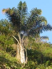 Syagrus pseudococos