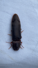 Stenagostus rhombeus