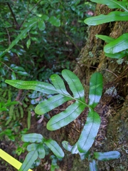 Polypodium scouleri image
