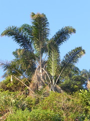 Syagrus pseudococos
