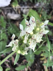Stachys annua