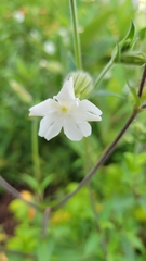 Silene latifolia