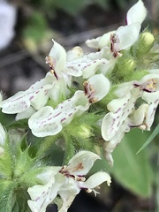 Stachys annua