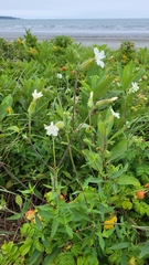 Silene latifolia